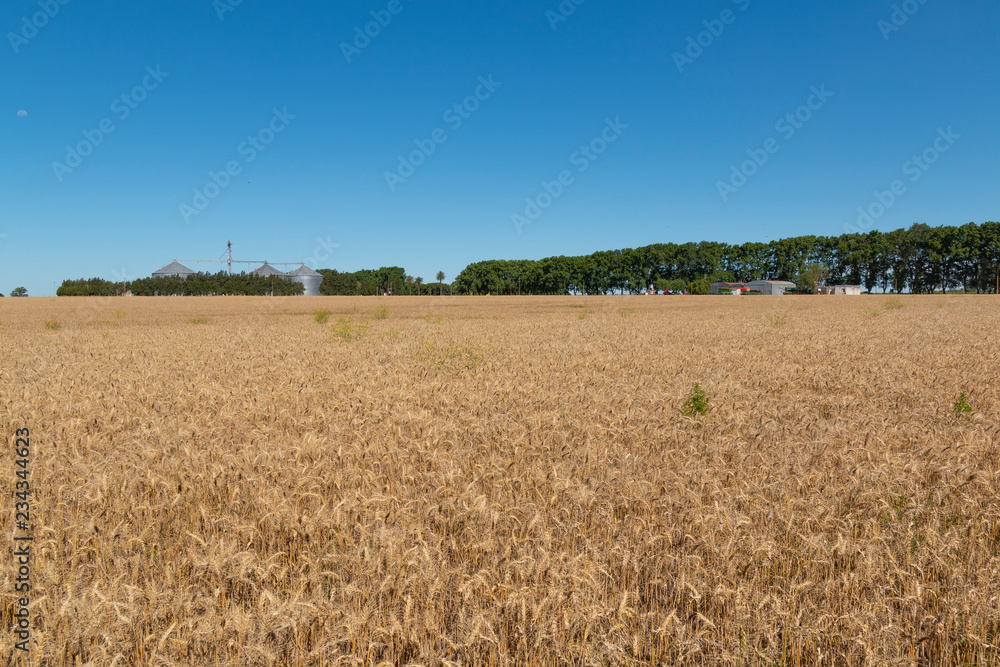 Naklejka premium Campo con trigo