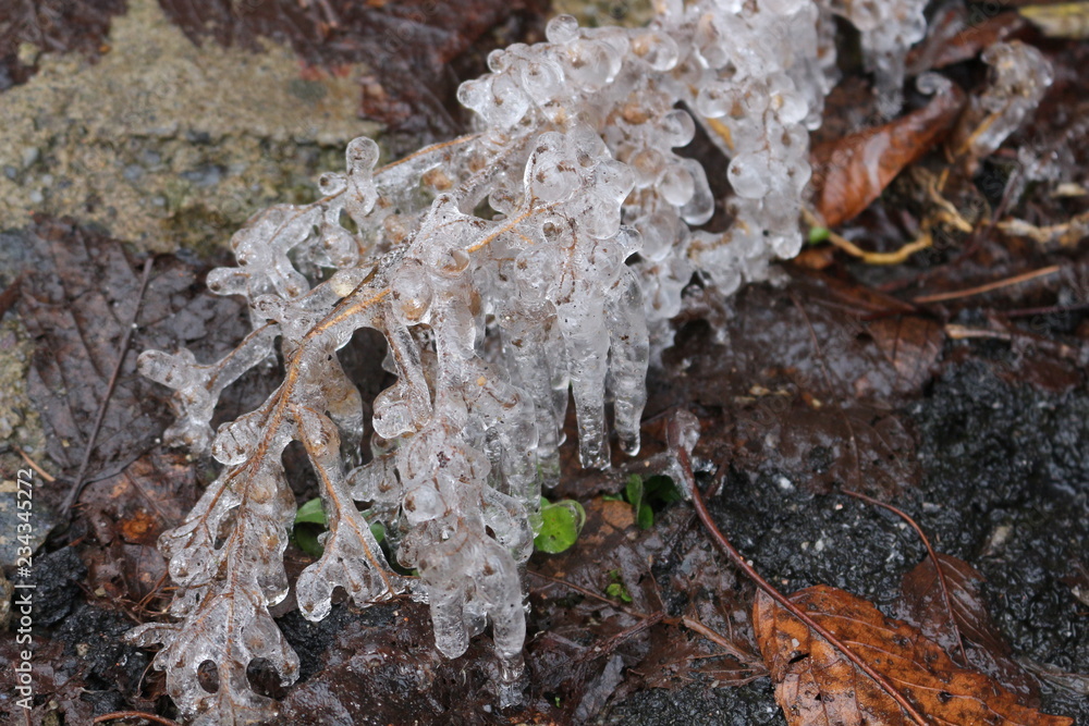 Ice rain turned the branch into a crystal Ice rain turned the branch into a crystal