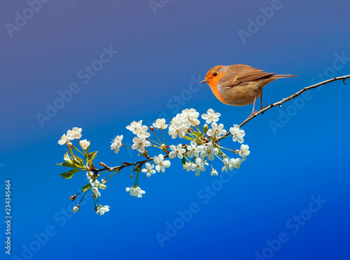 beautiful little bird Robin sitting in the may spring garden on a branch of c...
