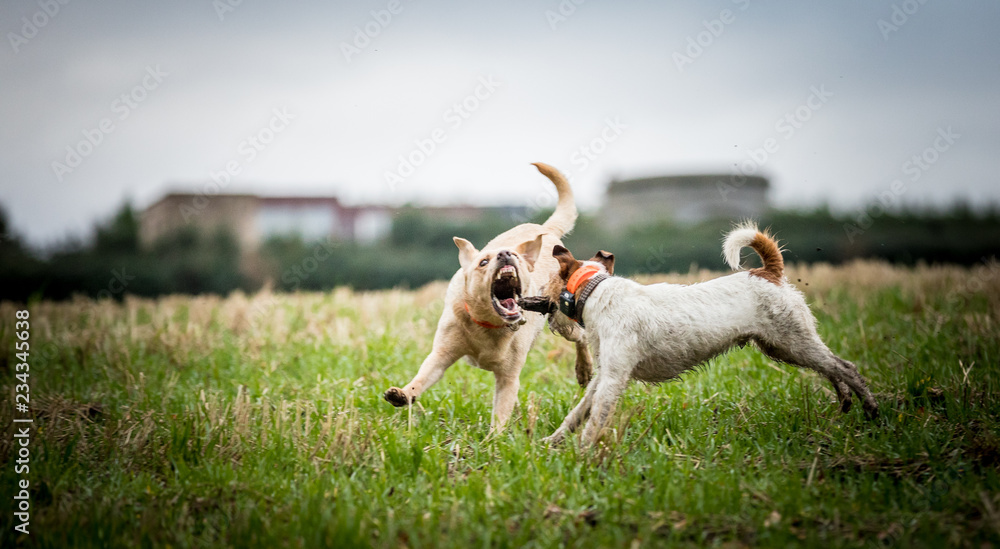 The Labrador The Labrador