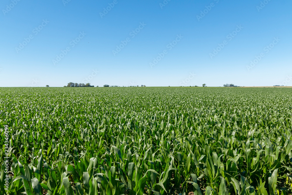Campo de Maiz Campo de Maiz