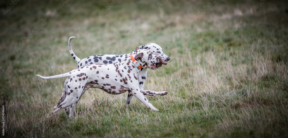 The Dalmatian The Dalmatian