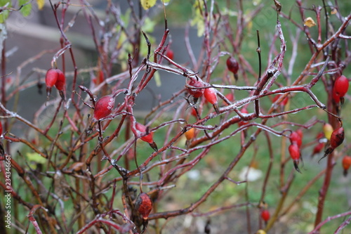  Water froze on a wild rose after rain. Berries and leaves are covered with ice photo