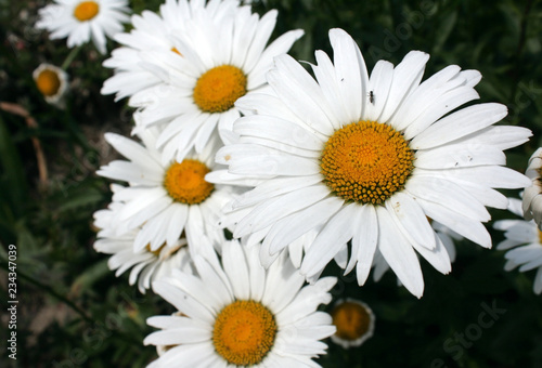 Chamomile  in the middle of yellow  and many white petals. A beautiful summer photo that you can use for your computer desktop background  or for various greeting cards.