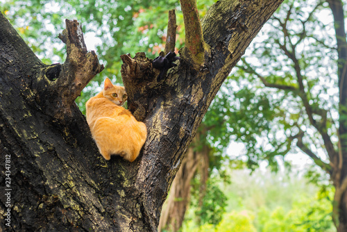 Cat observing its surroundings perched on a tree 