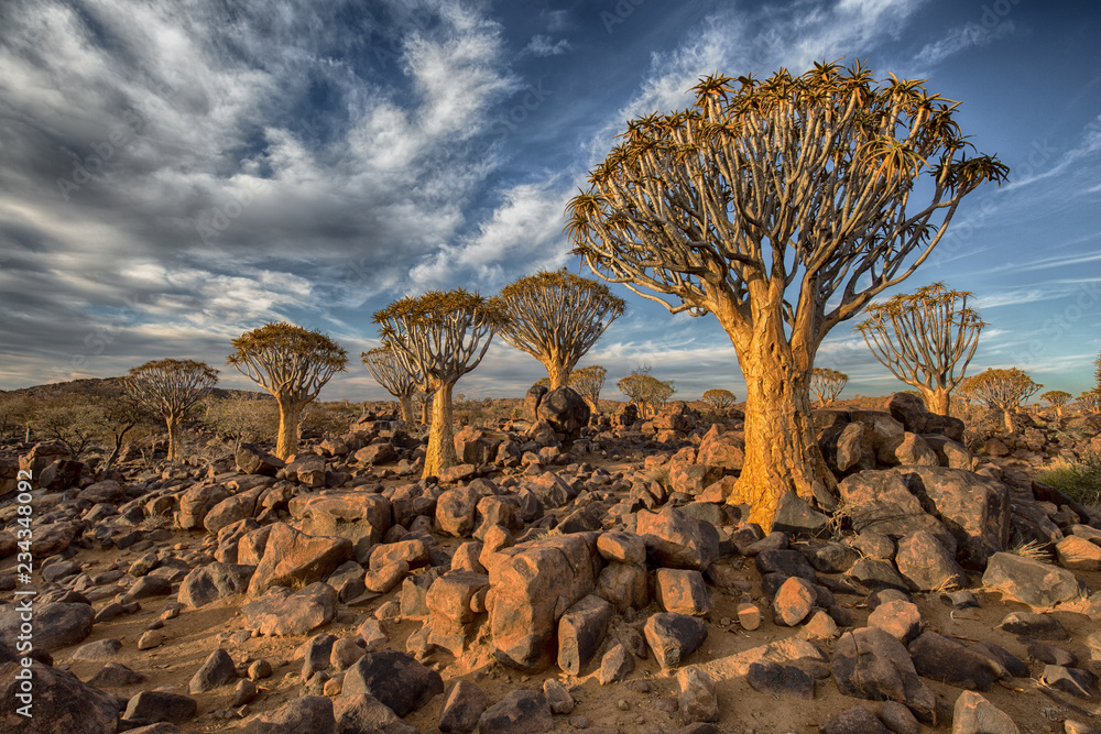 Naklejka premium Quiver Tree Forest