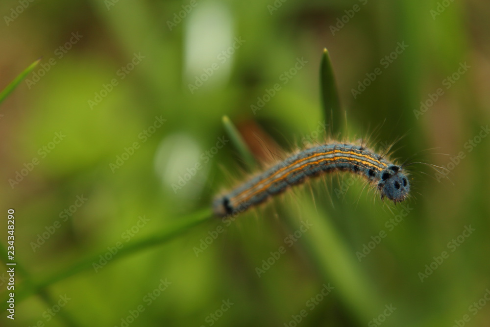 Сaterpillar crawls along a blade of grass. Malacosoma neustria