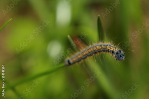 Сaterpillar crawls along a blade of grass. Malacosoma neustria © Kaplygula