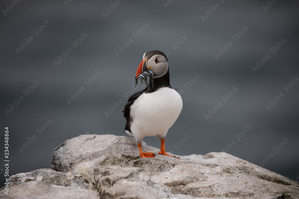 Atlantic puffin Atlantic puffin