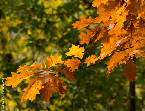 Autumn Colours Background, Foliage Close-up.