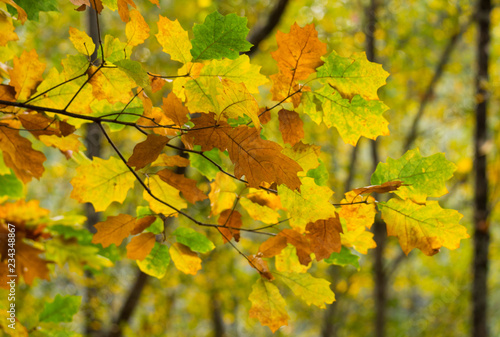 Autumn Colours Background, Foliage Close-up.