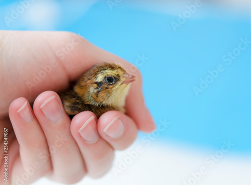 A small spotted quail chick in his hand on a blue background. Copy space