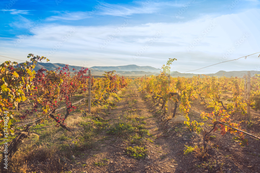 Vineyard with yellow-red leaves in autumn at sunset