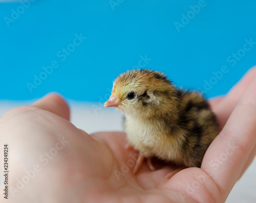 A small spotted quail chick in his hand on a blue background. Copy space