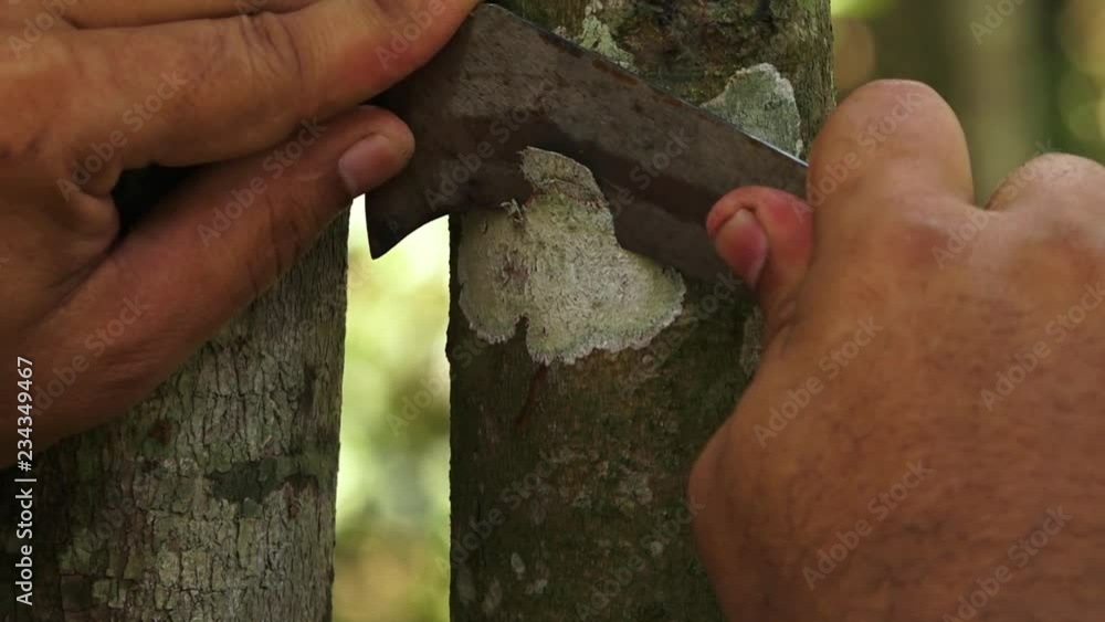 An up tilting and down tilting shot of a cinnamon tree trunk in Kerala India.