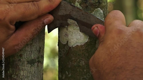 An up tilting and down tilting shot of a cinnamon tree trunk in Kerala India.