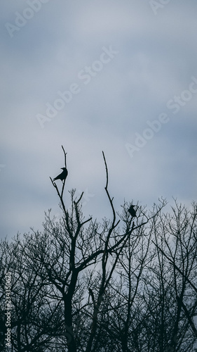 crows in a tree