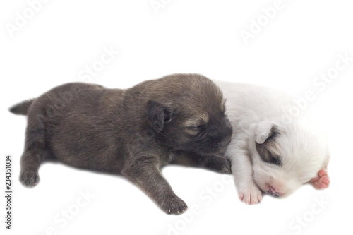 Cute puppies, white background, dog breed Bang Kaew Thai dog.