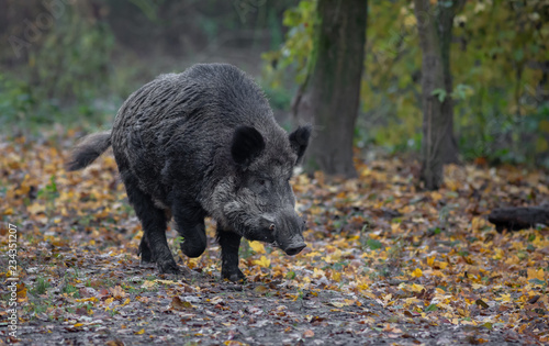Wild Boar in forest Europe