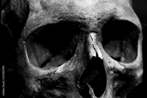skull on black background (ID: 234351415)