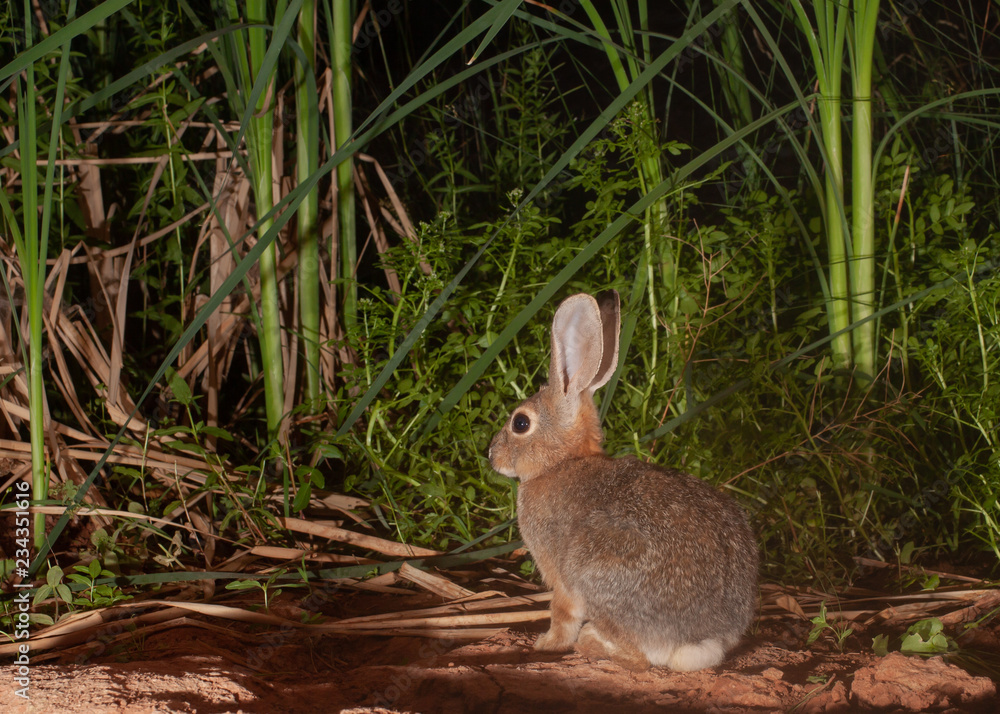 A cottontail rabbit sits in front of watercress and cattail plants growing from the red dirt of the Southern Utah desert near a natural spring. A cottontail rabbit sits in front of watercress and cattail plants growing from the red dirt of the Southern Utah desert near a natural spring.