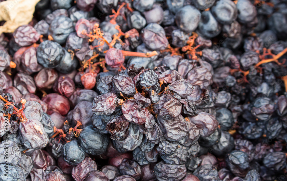 Pile of discarded rotten grapes. Concept of spoiled harvest with copy space. Pile of discarded rotten grapes. Concept of spoiled harvest with copy space.