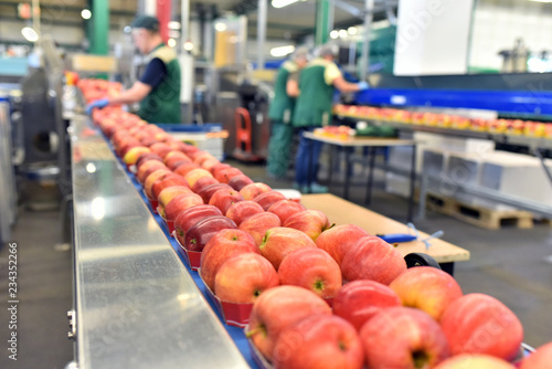 Äpfel auf dem Fliessband in einer Lebensmittelfabrik zum Versand und einpacken - Closeup mit Arbeitern im Hintergrund // Apples on the assembly line in a food factory for shipping and packing photo