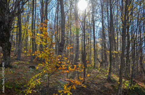 Fototapeta Naklejka Na Ścianę i Meble -  Beautiful forest landscape with vibrant Autumn Fall season colors