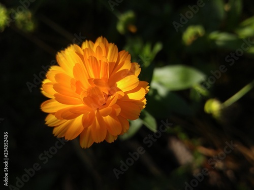 Flower in the sunlight on a dark background