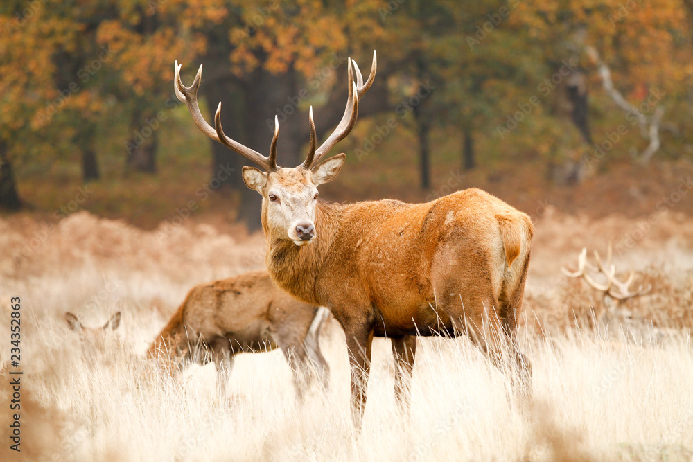 Fototapeta premium Deer in richmond park