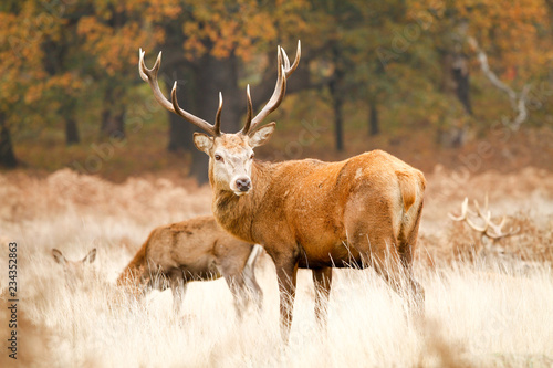 Deer in richmond park