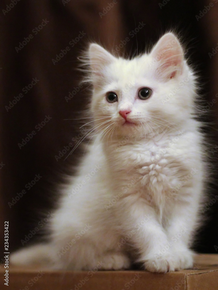 Portrait of white kitten on brown background