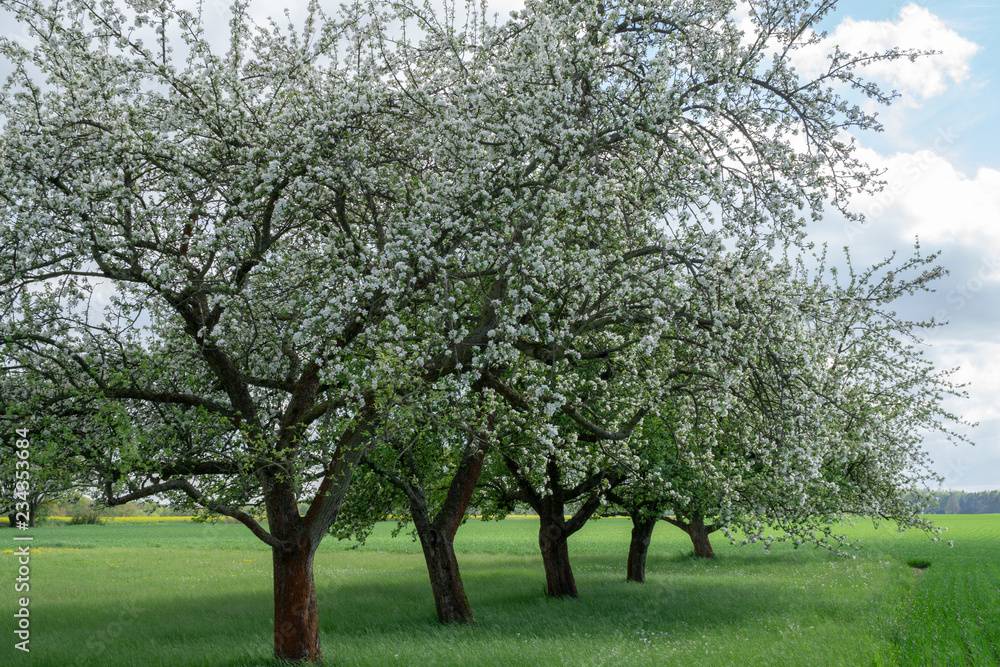 Beautiful Landscape with Blossoming Trees Garden in Spring. Springtime. Beautiful Landscape with Blossoming Trees Garden in Spring. Springtime.