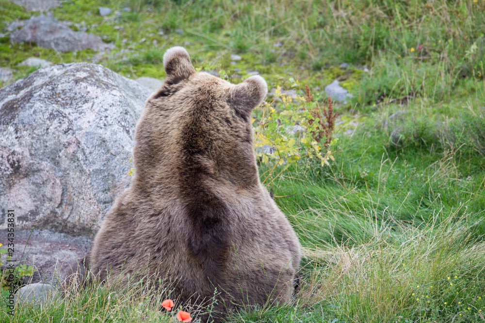 Obraz premium Brown bear resting on grass