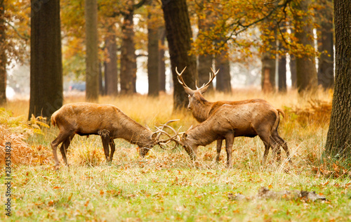 Fototapeta Naklejka Na Ścianę i Meble -  Deer in richmond park