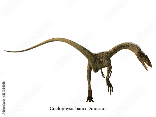 Coelophysis Dinosaur Tail with Font - Coelophysis was a carnivorous theropod dinosaur that lived in North America during the Triassic Period. © Catmando