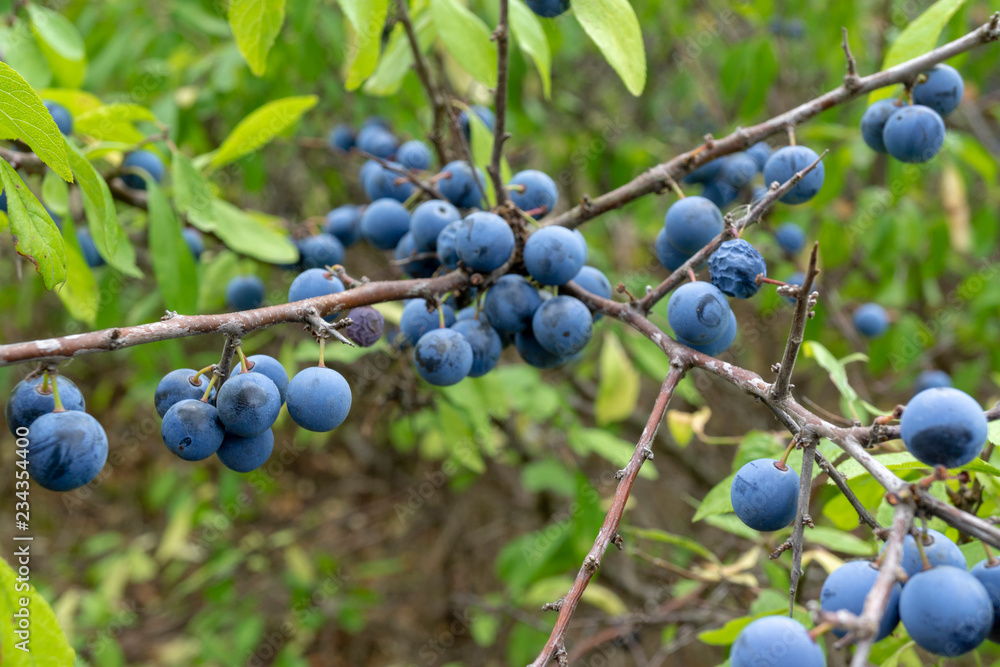 wild berries. Prunus spinosa, called blackthorn or slow. wild berries. Prunus spinosa, called blackthorn or slow.