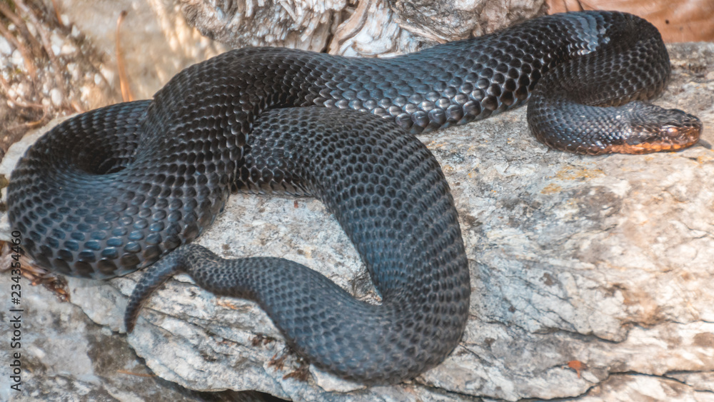Portait of a black snake on a rock Portait of a black snake on a rock