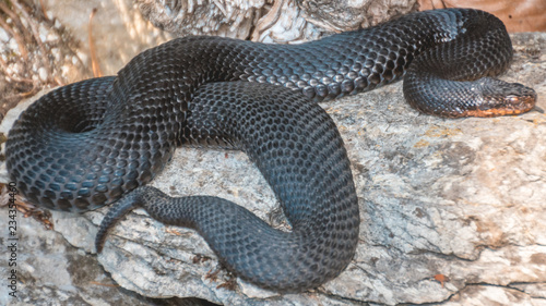 Portait of a black snake on a rock