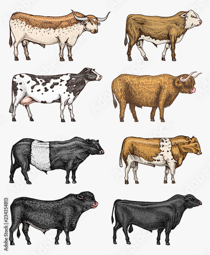 Farm cattle bulls and cows. Different breeds of domestic animals. Engraved hand drawn monochrome sketch. Vintage line art.