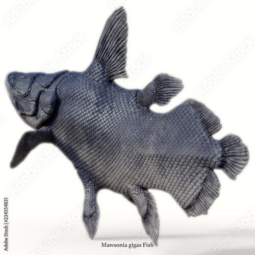 Mawsonia Fish Tail with Font - Mawsonia was a extinct coelacanth lobe-finned fish that prowled the deep ocean during the Triassic and Cretaceous Periods of North Africa and Brazil  South America.