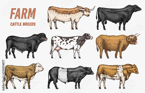 Farm cattle bulls and cows. natural milk and meat. Different breeds of domestic animals. Engraved hand drawn monochrome sketch. Vintage line art.