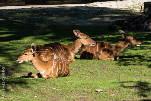 Hirschziegenantilope - Antilope cervicapra photo