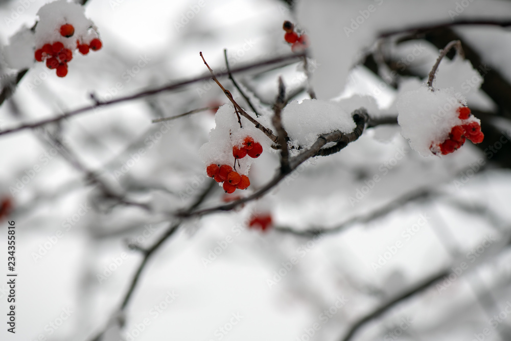 bright red rowan on snowy tree branches in winter bright red rowan on snowy tree branches in winter