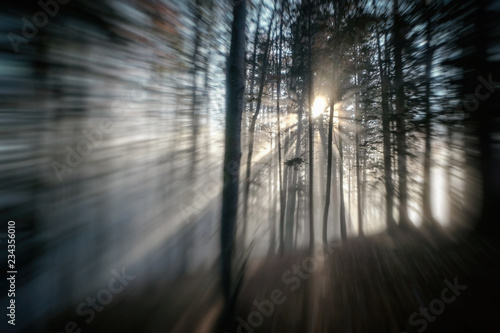 surreal mystry forest