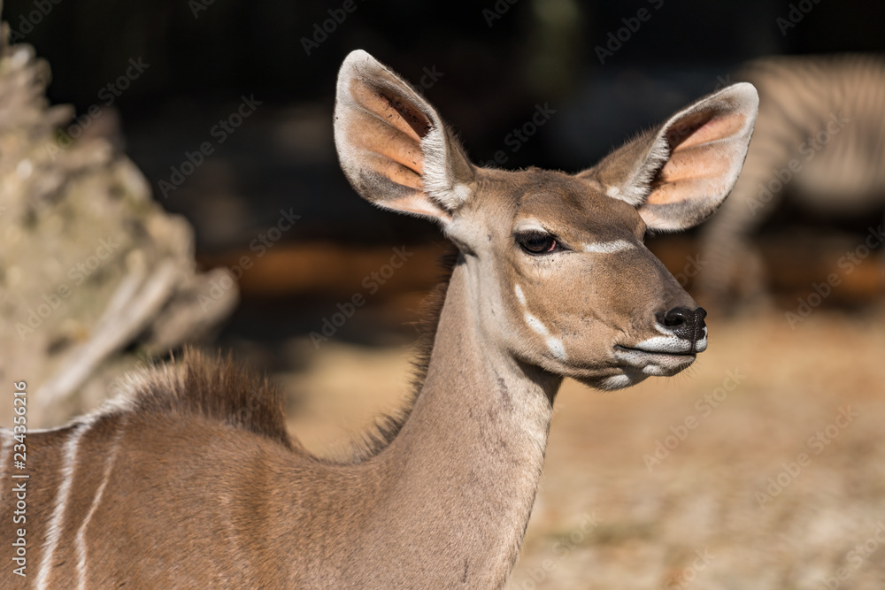 Kudu - Tragelaphus strepsiceros Kudu - Tragelaphus strepsiceros