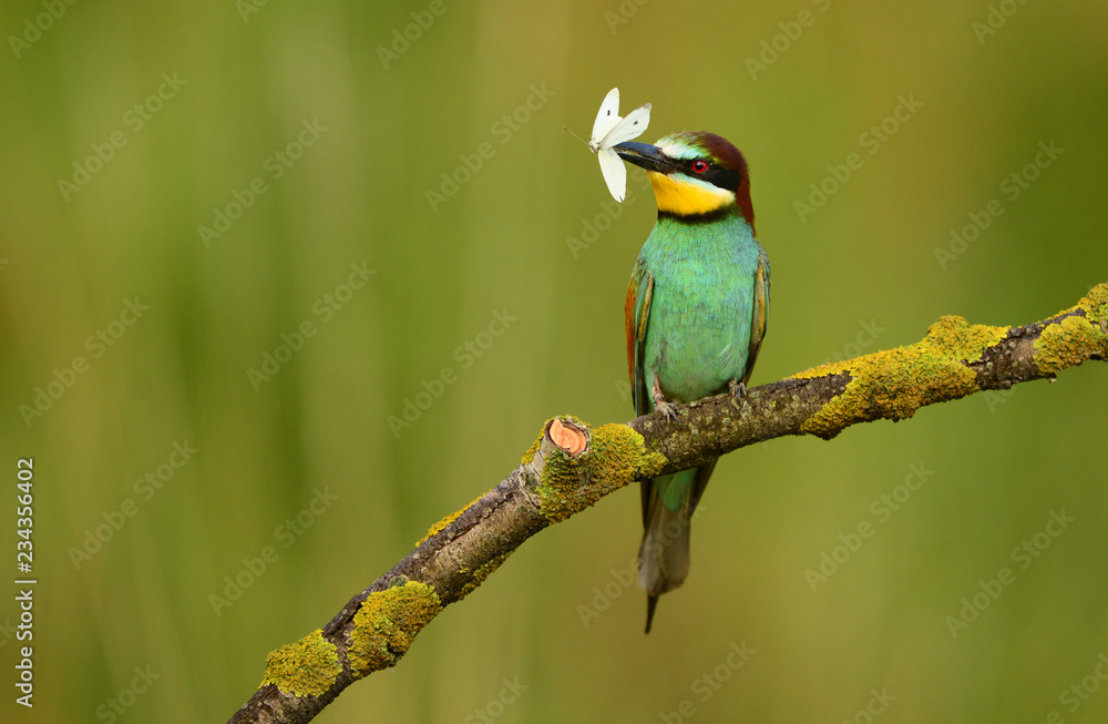 Obraz premium European bee eater (Merops apiaster)