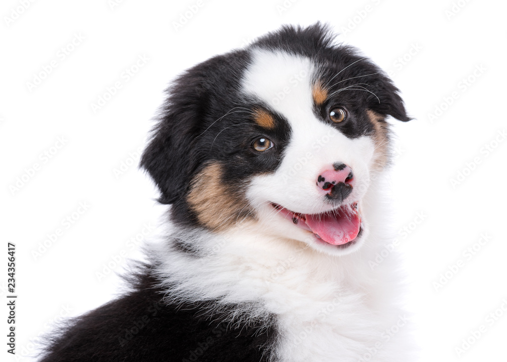 Australian Shepherd purebred puppy, 2 months old looking at camera - close-up portrait. Black Tri color Aussie dog, isolated on white background.