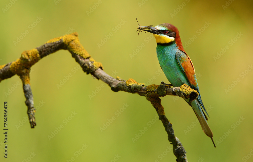 Obraz premium European bee eater (Merops apiaster)