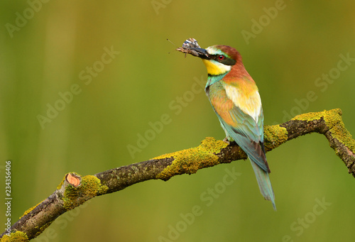 European bee eater (Merops apiaster)